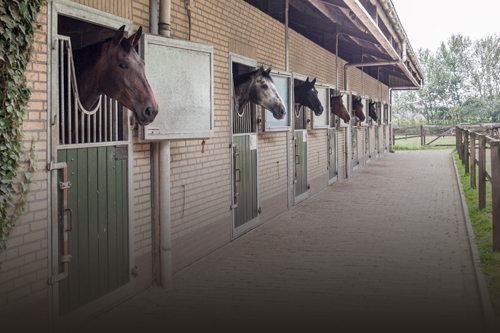 overzien achterlijk persoon gebied Pand & Paard Makelaardij specialist in de aankoop, verkoop en taxatie van  PaardenPanden