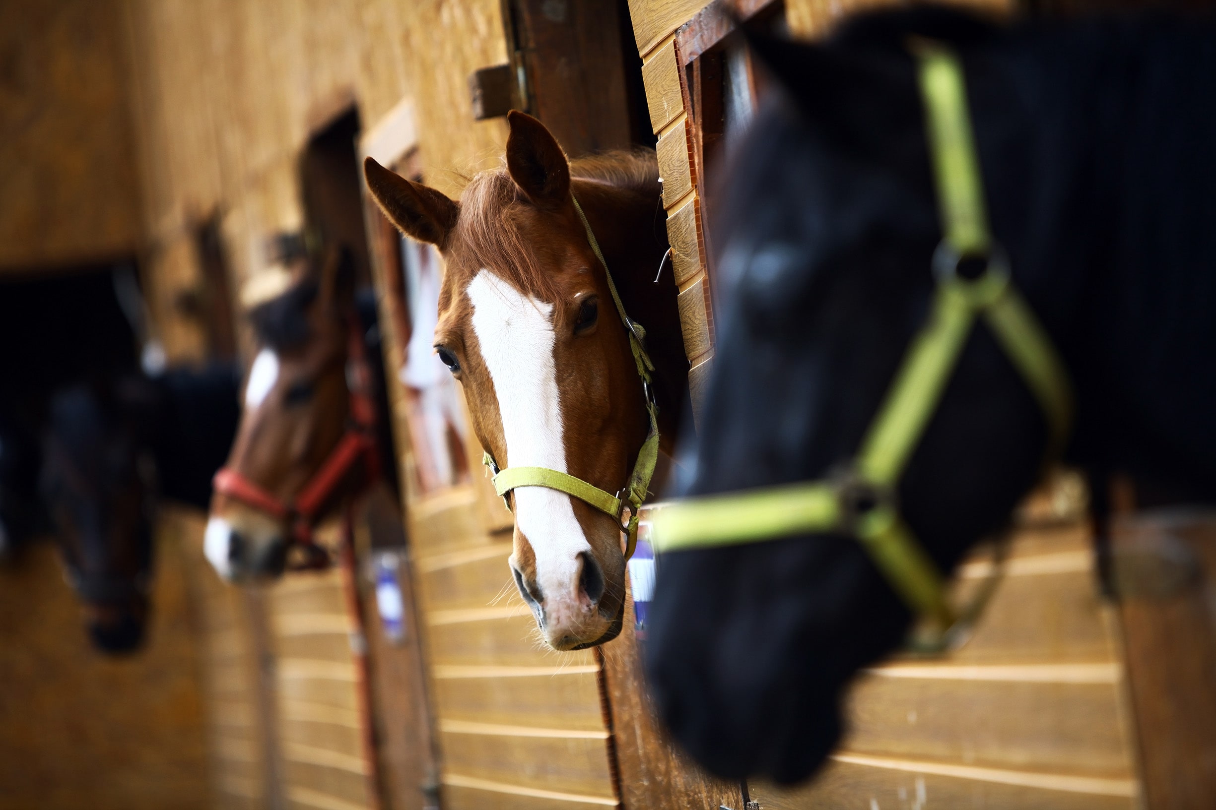 Pand en Paard Makelaardij